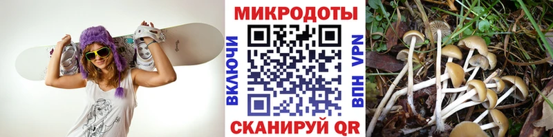 Псилоцибиновые грибы Cubensis  Зеленоградск 